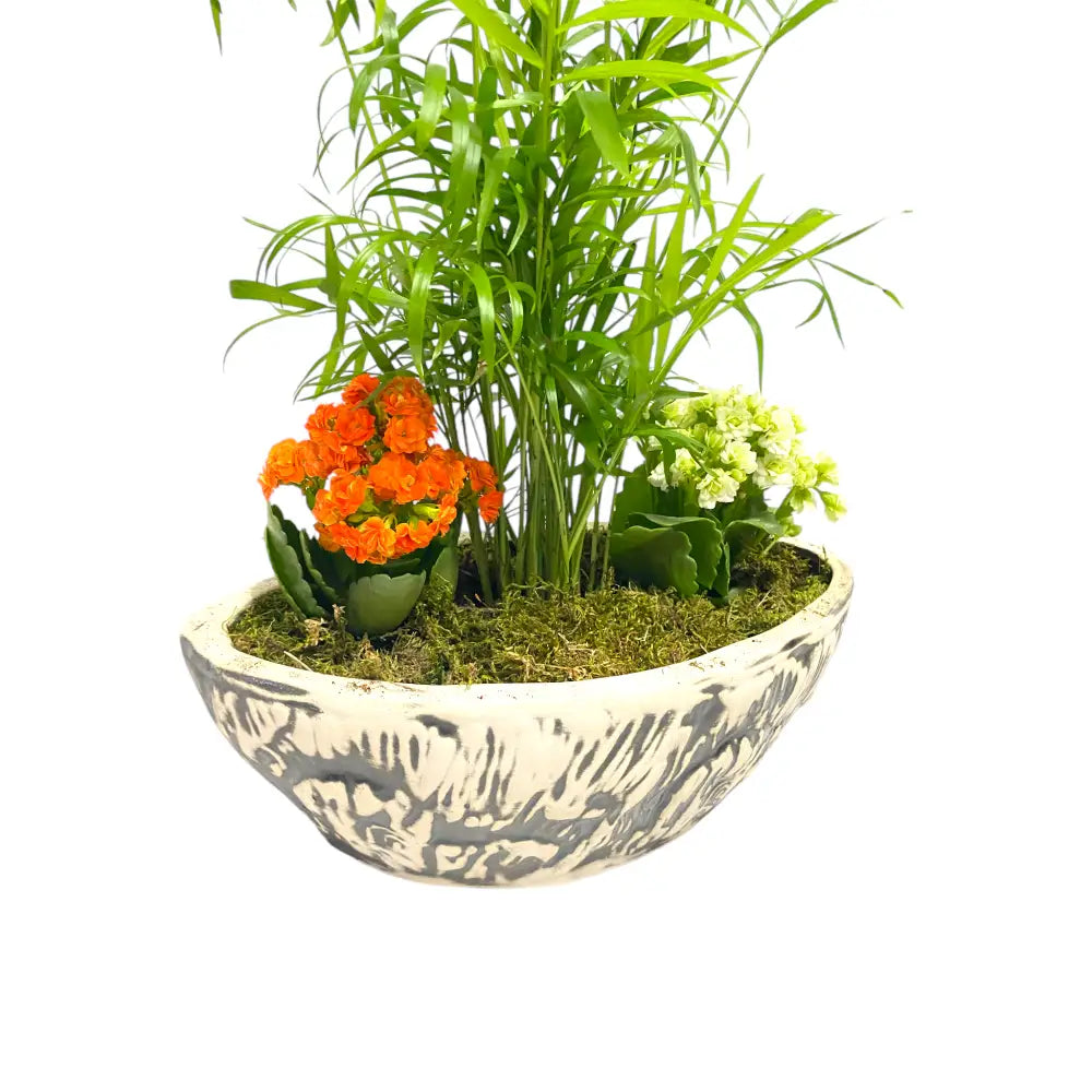 Kayık Saksıda Chamadore ve Kalanchoe