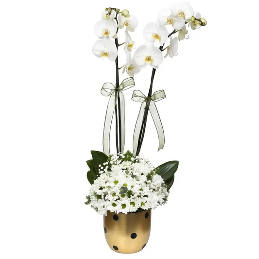 Puantiyeli Vazoda Papatya ve Çift Dal Orkide