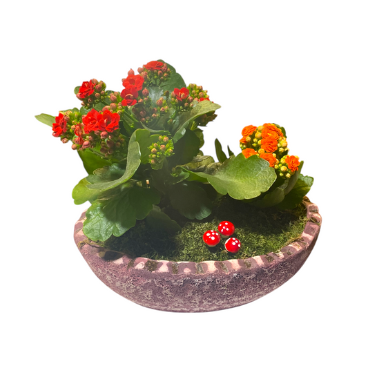 Saksıda Kalanchoe
