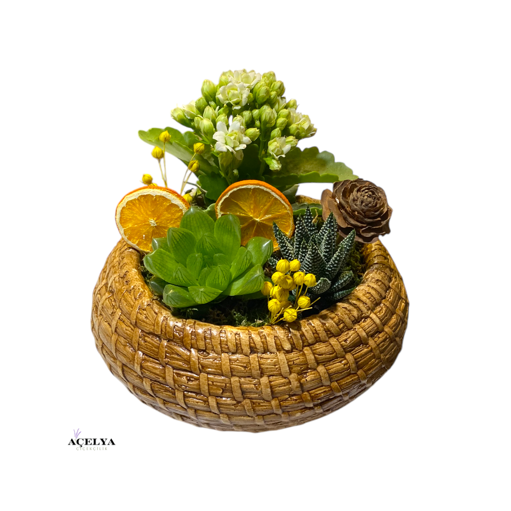 Saksıda Sukulent ve Kalanchoe