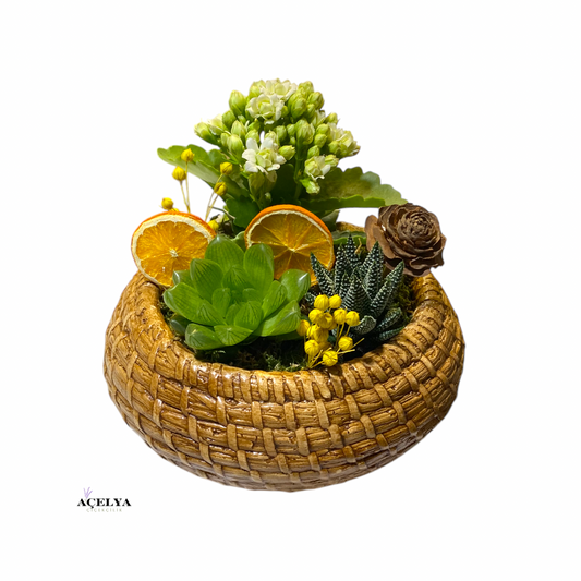 Saksıda Sukulent ve Kalanchoe