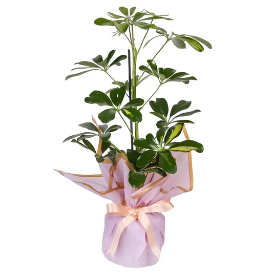 Schefflera Tekli - Balıkesir Çiçek