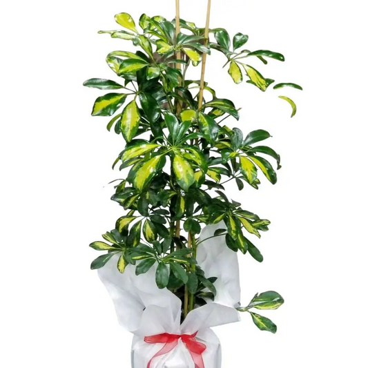 Şeflera (schefflera) çift dal