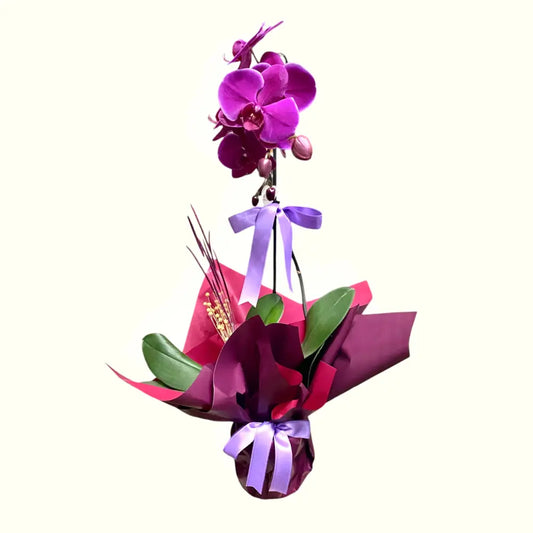 Tek Dal Mor Orkide